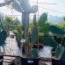 Opuntia ficus-indica (Opuncia) 'INDICA' - kont. C35L, výška 130-150 cm (-5°C)